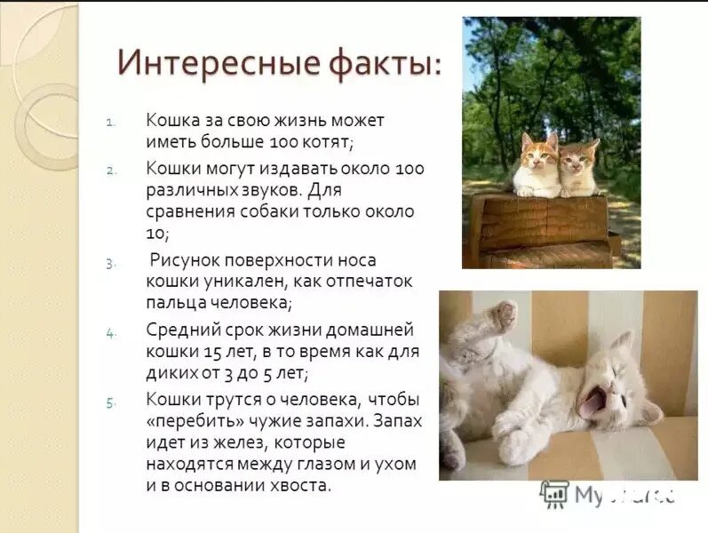 Интересные факты о кашке. Интересная информация о кошках. Любопытные факты о кошках. Интересные кошки. Информация про кошек