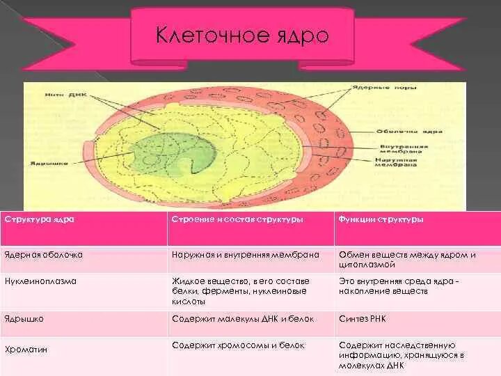 Строение ядра. Строение ядра клетки. Внутреннее строение ядра клетки. Ядро и ядрышко строение. Строение ядра типы ядер