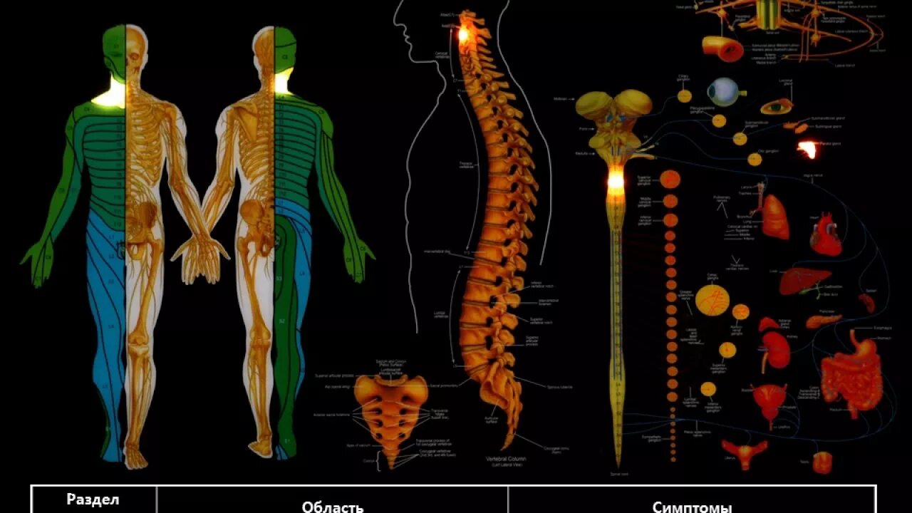 Нервная система человека. Нервная система позвоночника человека. Нервная системачеловнка. Нервная система поясницы.