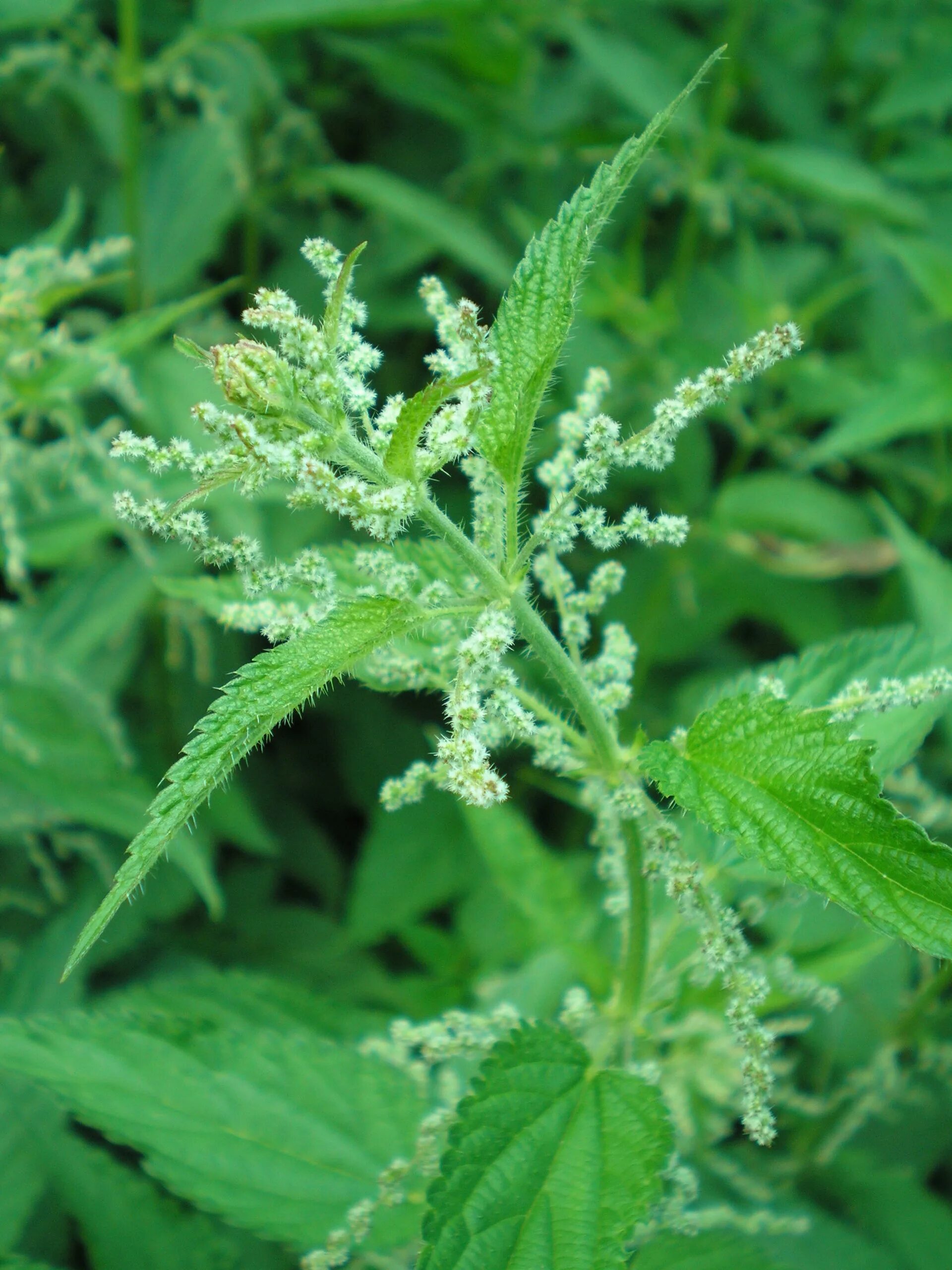 Крапива двудомная (Urtica dioica). Крапива двудомная цветение. Крапива Киевская. Крапива Ереминская. Город крапива