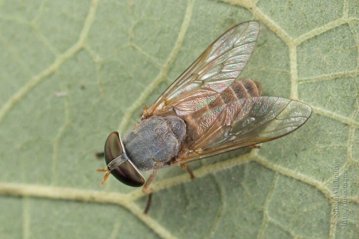 Слепень бычий Tabanus bovinus. Слепень златоглазик. Слепни (Tabanidae). Паут Овод слепень.