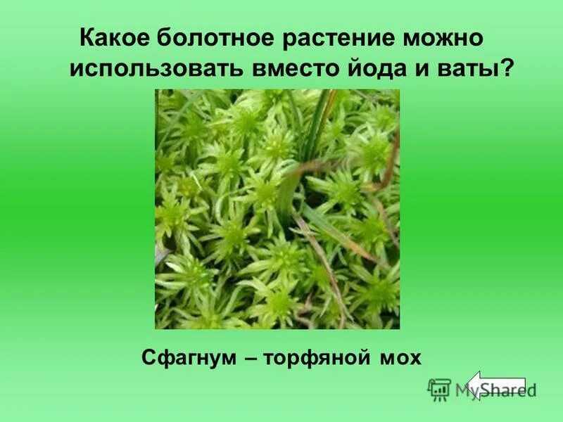 Интересные факты о сфагновых мхах. Какое растение можно использовать вместо йода и ваты. Какое растение используют вместо йода. Какое растение используют вместо йода. Какое растение можно использовать место ввты.