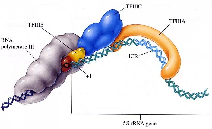 Функция рнк полимеразы 3. Рнк полимераза в микроскопе. Рнк полимераза 3. Рнк полимераза 3. Функции рнк полимеразы 1.