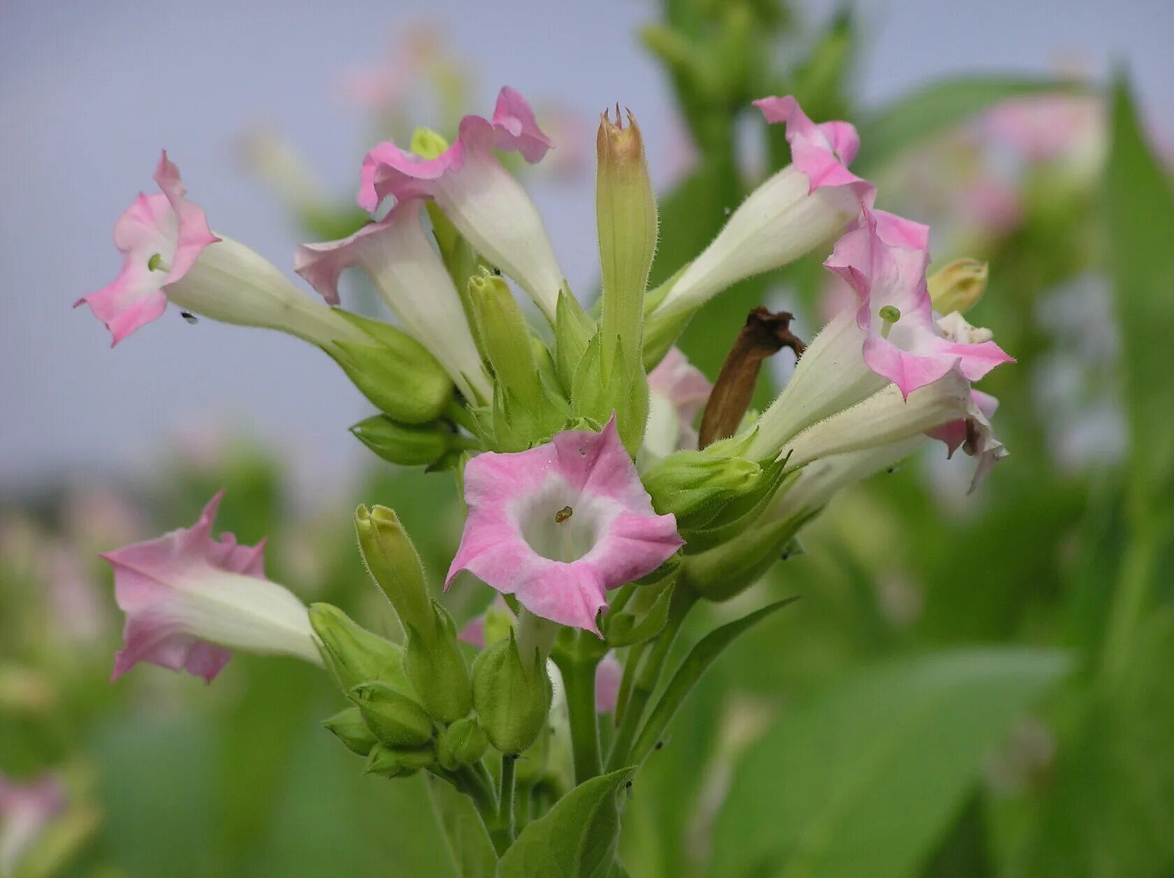 Табак Nicotiana tabacum. Растения Nicotiana. Табак душистый - Nicotiana tabacum. 1. Табак душистый - Nicotiana tabacum.