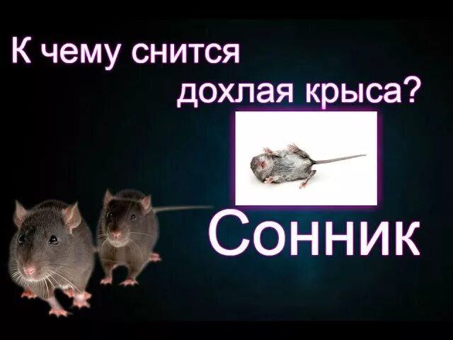 Сон белые крысы к чему снится женщине