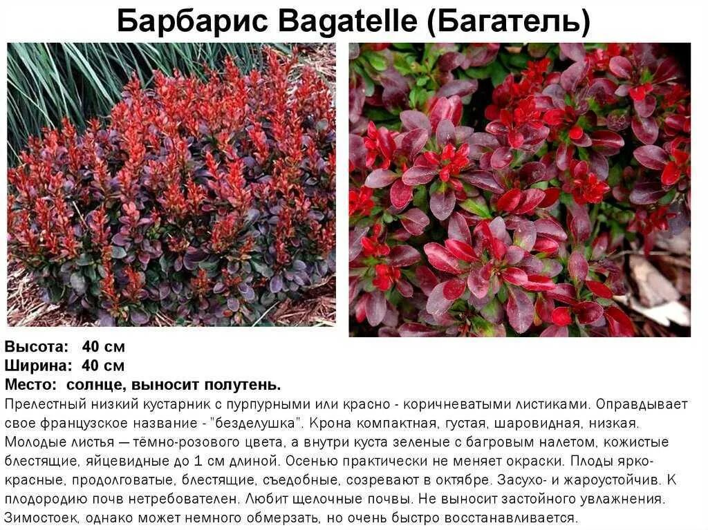 Саженец Барбариса тунберга Багатель