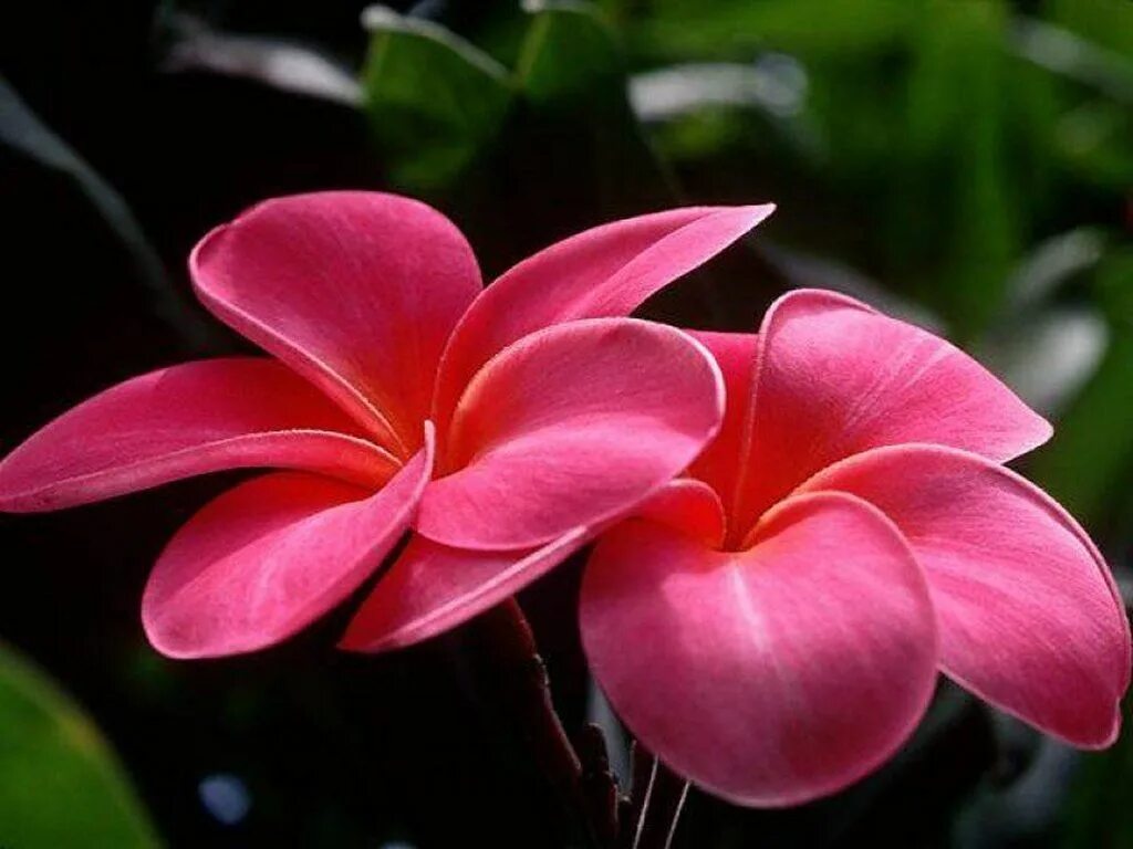 Привлекательный цветок. Плюмерия красная. Плюмерия розовая. Цветок кетаки. Цветы красивые необычные.