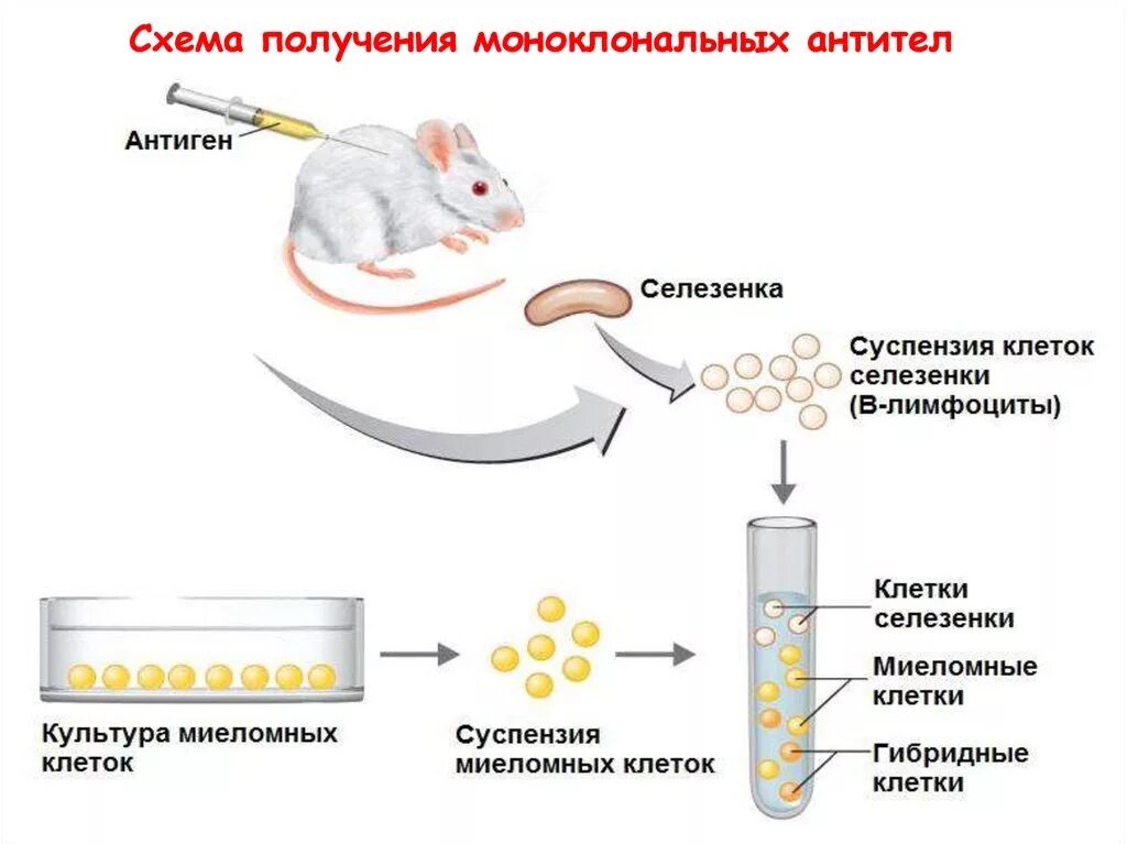 Производство гибридов. Схема получения моноклональных антител in vitro. Технологическая схема производства моноклональных антител. Схема получения препаратов моноклональных антител. Схема получения моноклональных антител иммунизация мышей.