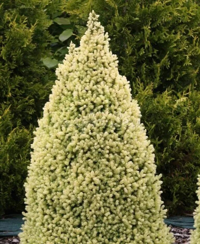 Ель канадская "daisy's white" (дейзи уайт). Ель канадская белая. Ель канадская дейзис уайт. Ель канадская дейзис уайт. Ель канадская белая.
