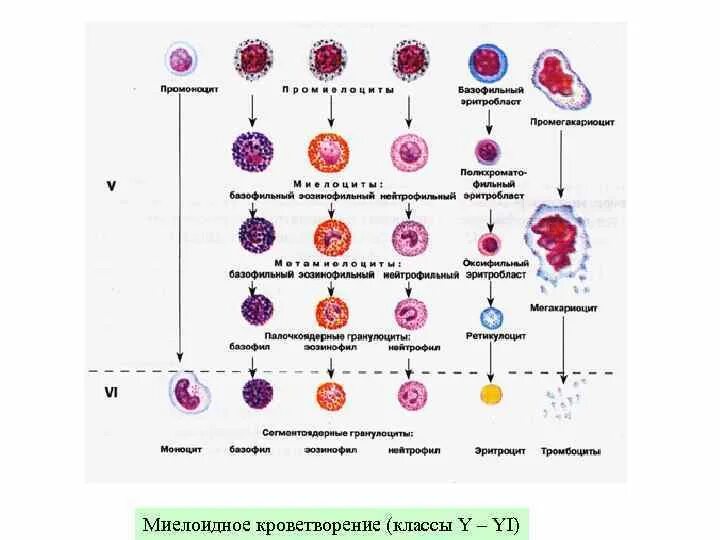 Обеспечивает кроветворение. Схема гемопоэза гистология. Гемопоэз клеток миелоидного ряда. Схема кроветворения гистология. Современная схема кроветворения эритропоэз.