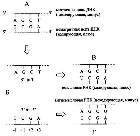 Смысловая цепь днк это. Кодирующая и матричная цепь ДНК. Матричная цепь ДНК 3'-5. Матричная транскрибируемая цепь ДНК. Матричная цепь и транскрибируемая это.