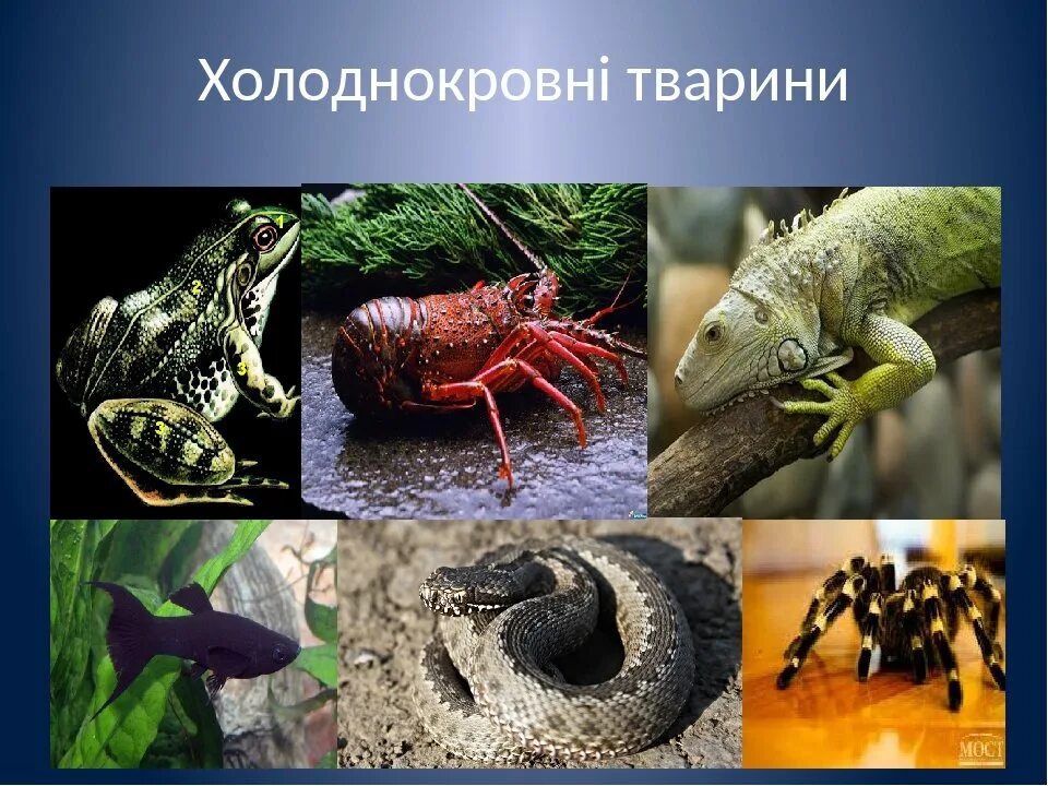 Холоднокровные животные используют. Холоднокровные животные. холоднокровные представители. холоднокровные организмы. пойкилотермные животные.