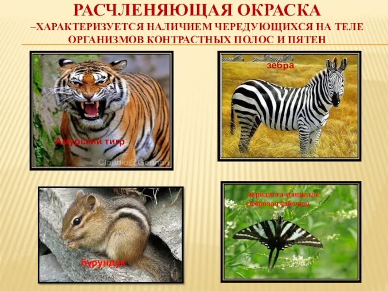 Примеры расчленяющая краски. Расчленяющая окраска. Расчленяющая окраска животных. Расчленяющая окраска животных. Расчленяющая окраска это.