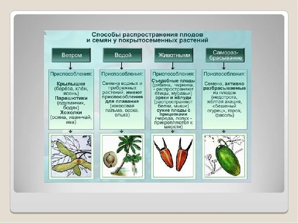 Каким способом распространяется. Приспособления плодов и семян к распространению биология. Приспособления растений к распространению плодов и семян. Таблица распространения семян растений. Схема по биологии 6 класс распространение плодов и семян.