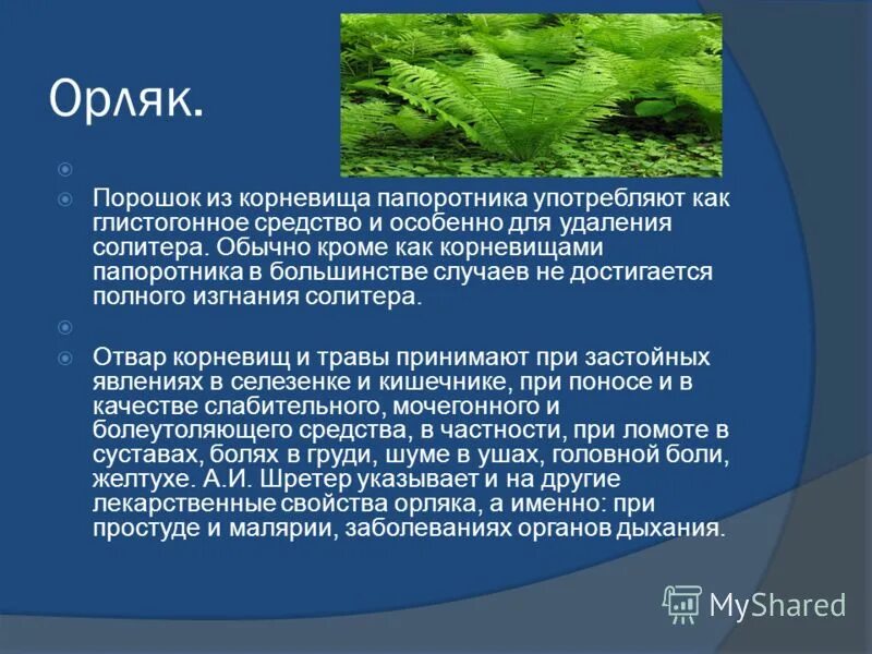 спорангии папоротника орляка. орляк полезные свойства. орляк полезные свойства. орляк полезные свойства. папоротник орляк дальневосточный.