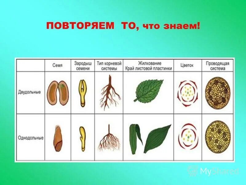 Какие растения называют однодольными примеры