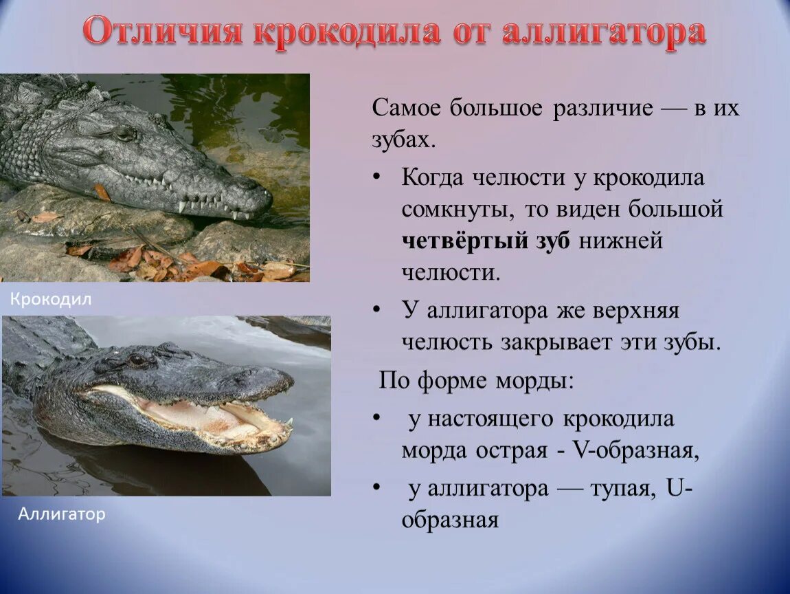 Аллигатор и крокодил отличия. Крокодил и аллигатор в чем разница. чем отличается крокодил от аллигатора. отличить крокодила от аллигатора. различие между крокодилом и аллигатором.