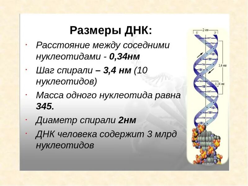 Размер молекулы ДНК. Толщина молекулы ДНК. Размеры молекулы ДНК У человека. Спираль ДНК Размеры.