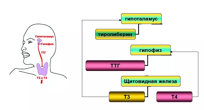 Схема ТТГ т3 т4. Показатели т3 т4 ТТГ. Т3 и т4 гормоны щитовидной железы. Гормоны к3, т4, ТТГ.