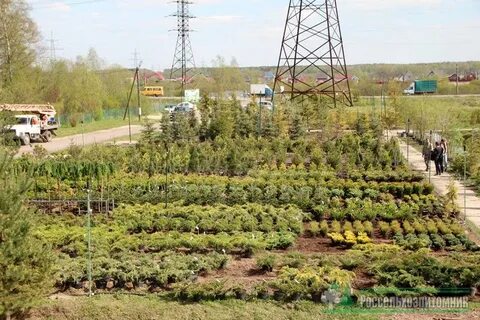 Питомник растений д