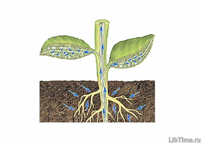 Почвенное Корневое питание растений. Поглощение питательных веществ корнями растений. Минеральное и Корневое питание растений. Поглощение воды растением. Что обеспечивает движение воды