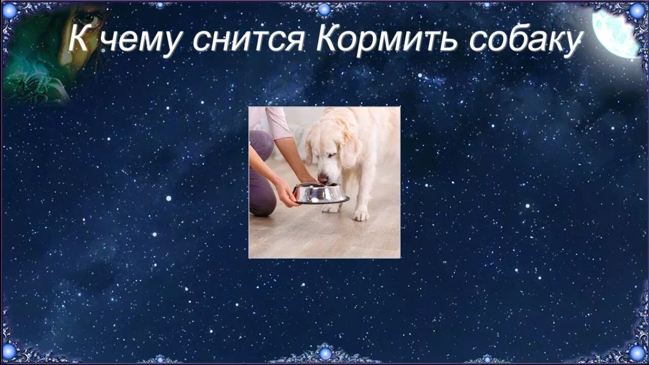 Кормил собак сонник. К чему снится собака во сне. К чему снится щенок во сне. Сонник-толкование снятся собаки к чему. К чему снятся щенки маленькие.