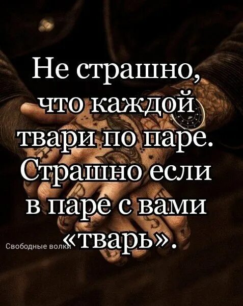 Цитаты тварь. Цитаты каждой твари по паре. цитаты про тварей. статус каждой твари по паре. каждой твари по паре фото.