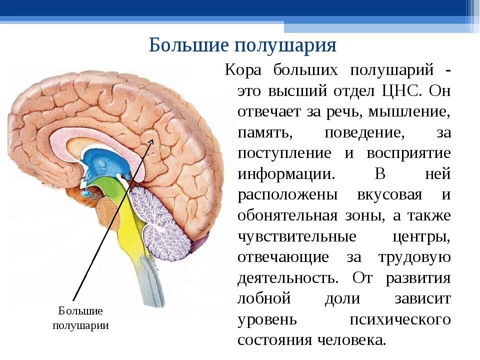 В какой части головного мозга. Головной мозг отделы и функции большие полушария.