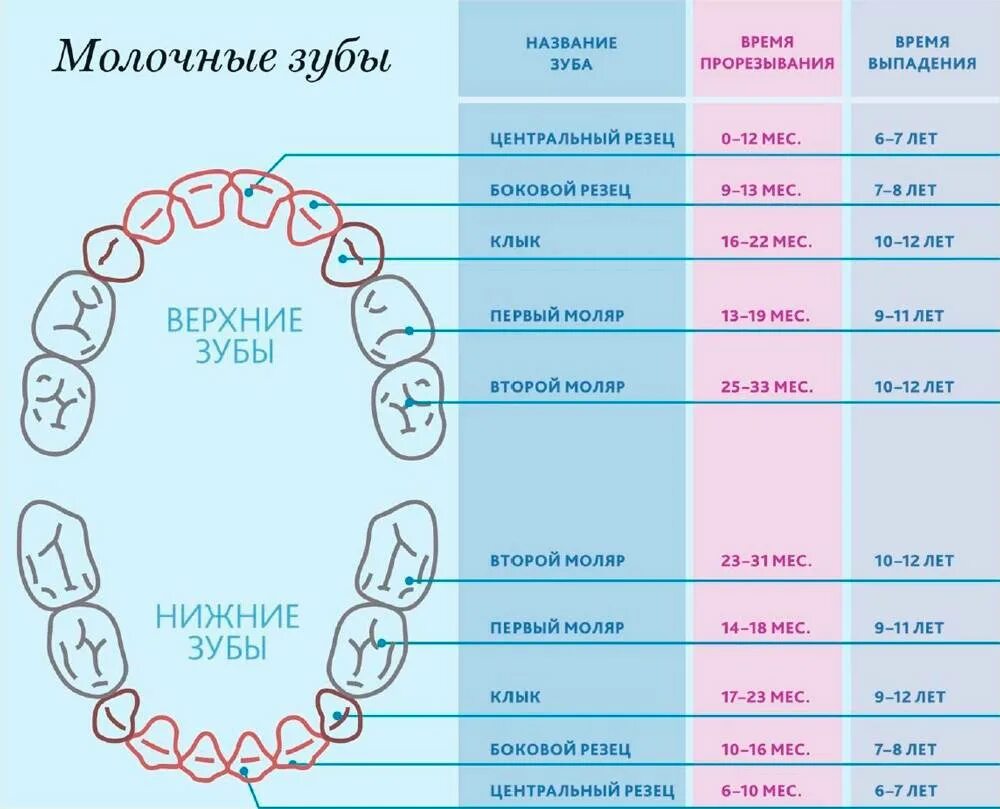 Через сколько лет будет 1 июня. Молочные зубы схема прорезывания и выпадения. Как растут коренные зубы у детей схема. Зубы у детей порядок прорезывания коренных зубов. Зубы у детей порядок прорезывания до года.