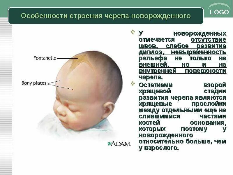 Голова при рождении норма таблица Размеры и вес новорожденных