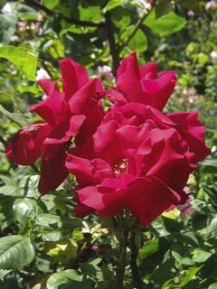 Bills roses