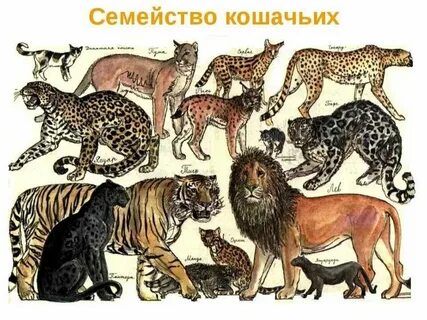 Кошачий хищник 5 букв