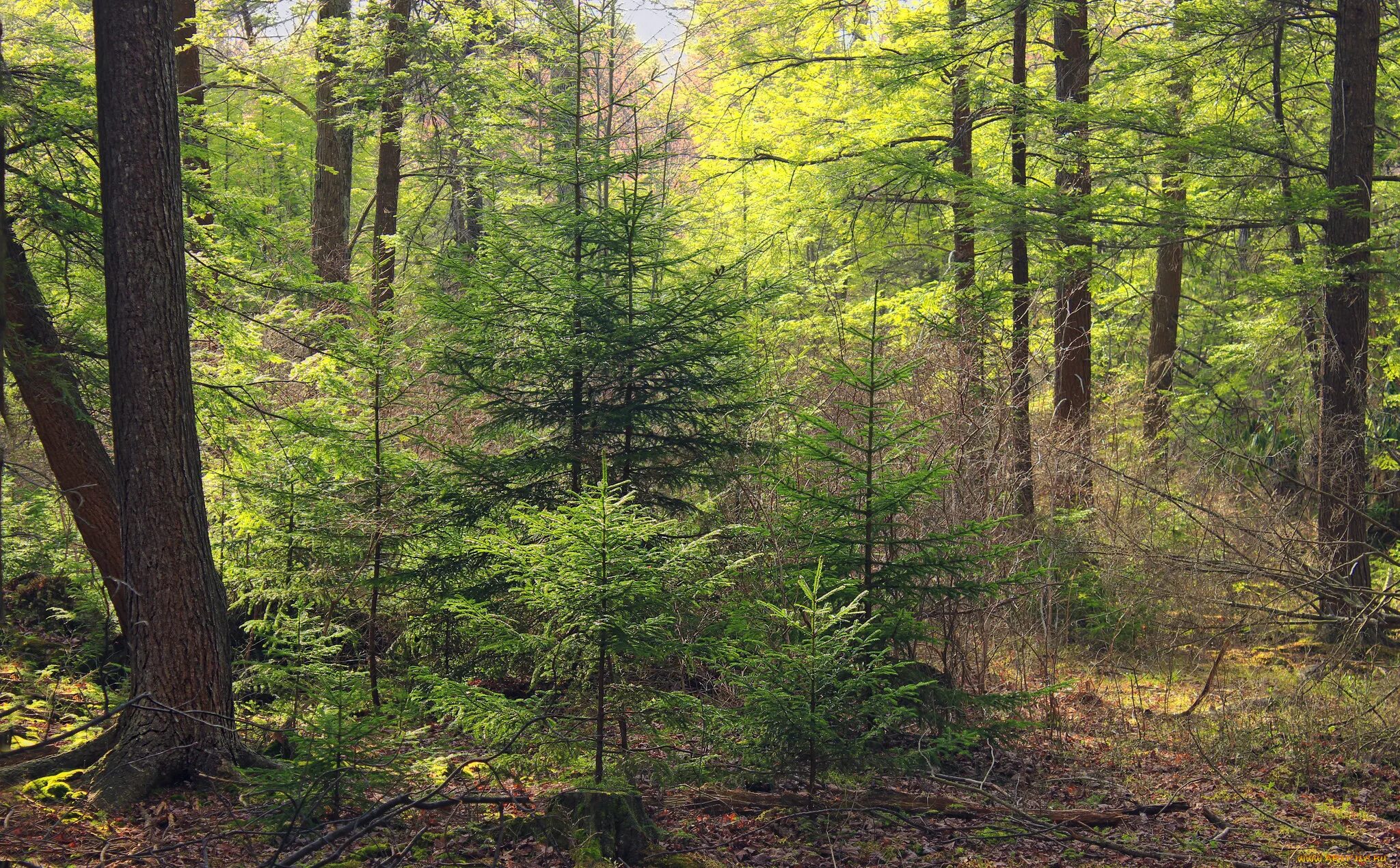 Дорожка лесная. Меж лесов. Меж лесов. Подлесок тайги. Шишкин хвойный лес.