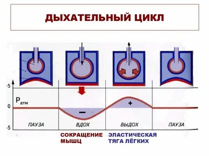 Дыхательный цикл
