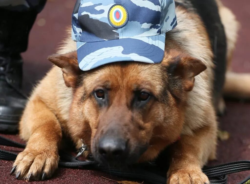 Кинолог с бельгийской овчаркой. 2 служебных животных. Полицейская овчарка. Собаки немецкая овчарка в полиции. Военная собака.