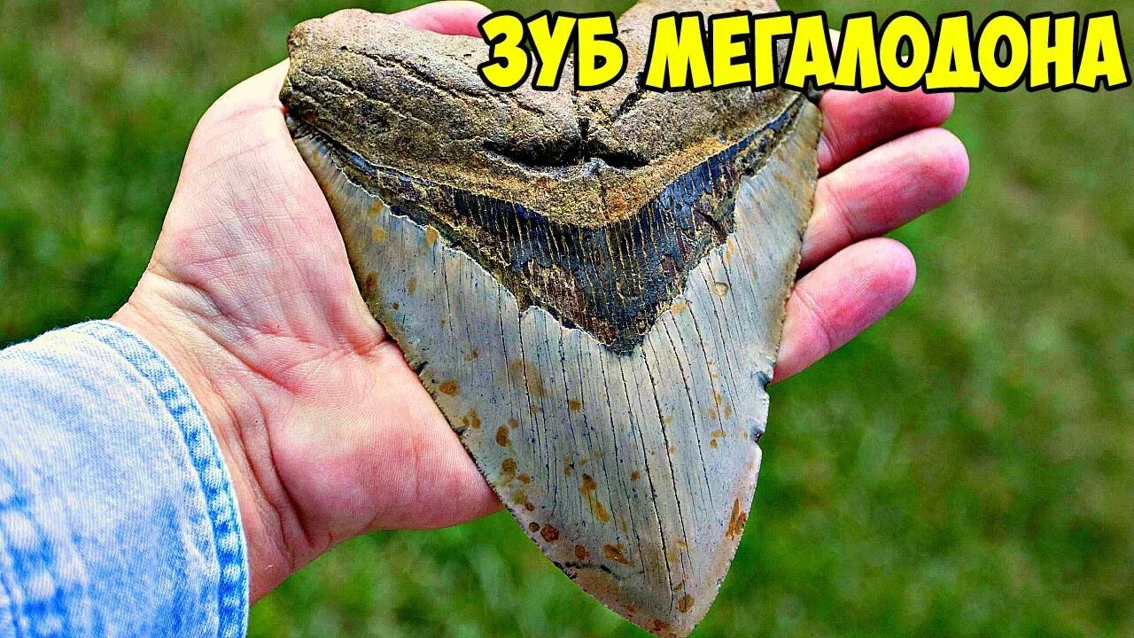 Megalodon fisch