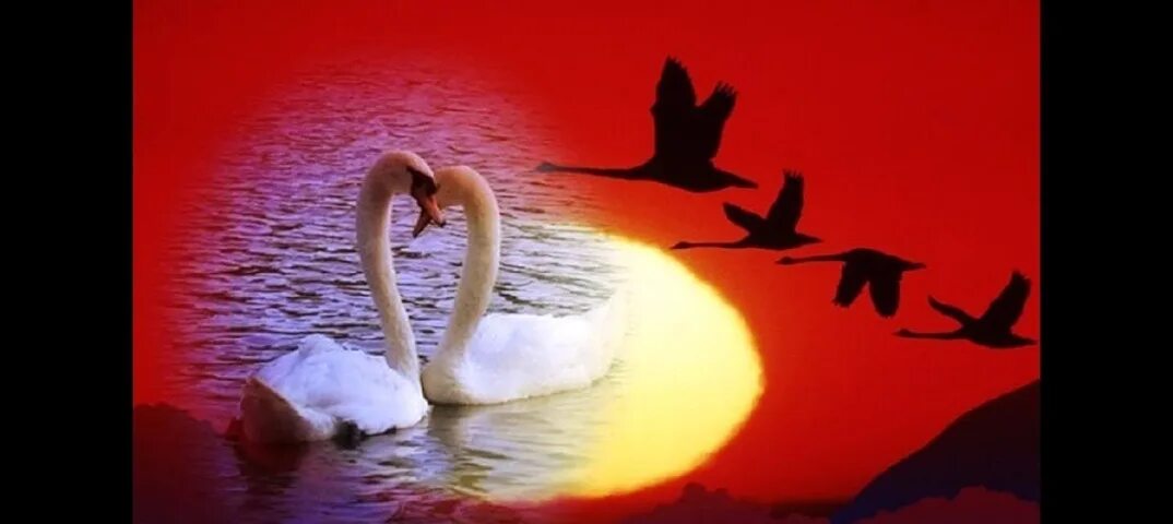 Не могут жить разлуки лебеди песни. Лебеди в цветах красивые. Два лебедя уставших. Любовь уставших лебедей. Танец любви лебеди.