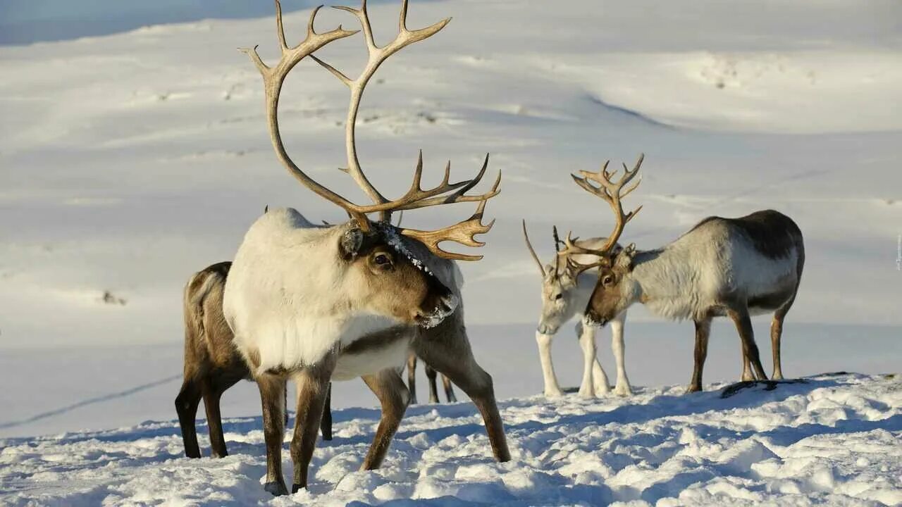 Северный олень лесной подвид. Северный олень это. Северный олень – rangifer tarandus. Северный олень в тундре. Северный олень лесной подвид алтае-саянской популяции.