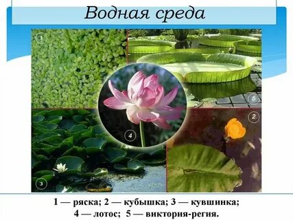 Какие растения обитают в поле