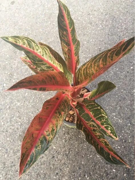 аглаонема черри беби. аглаонема грин бэй. аглаонема хенг. аглаонема heng heng heng. аглаонема дракон.