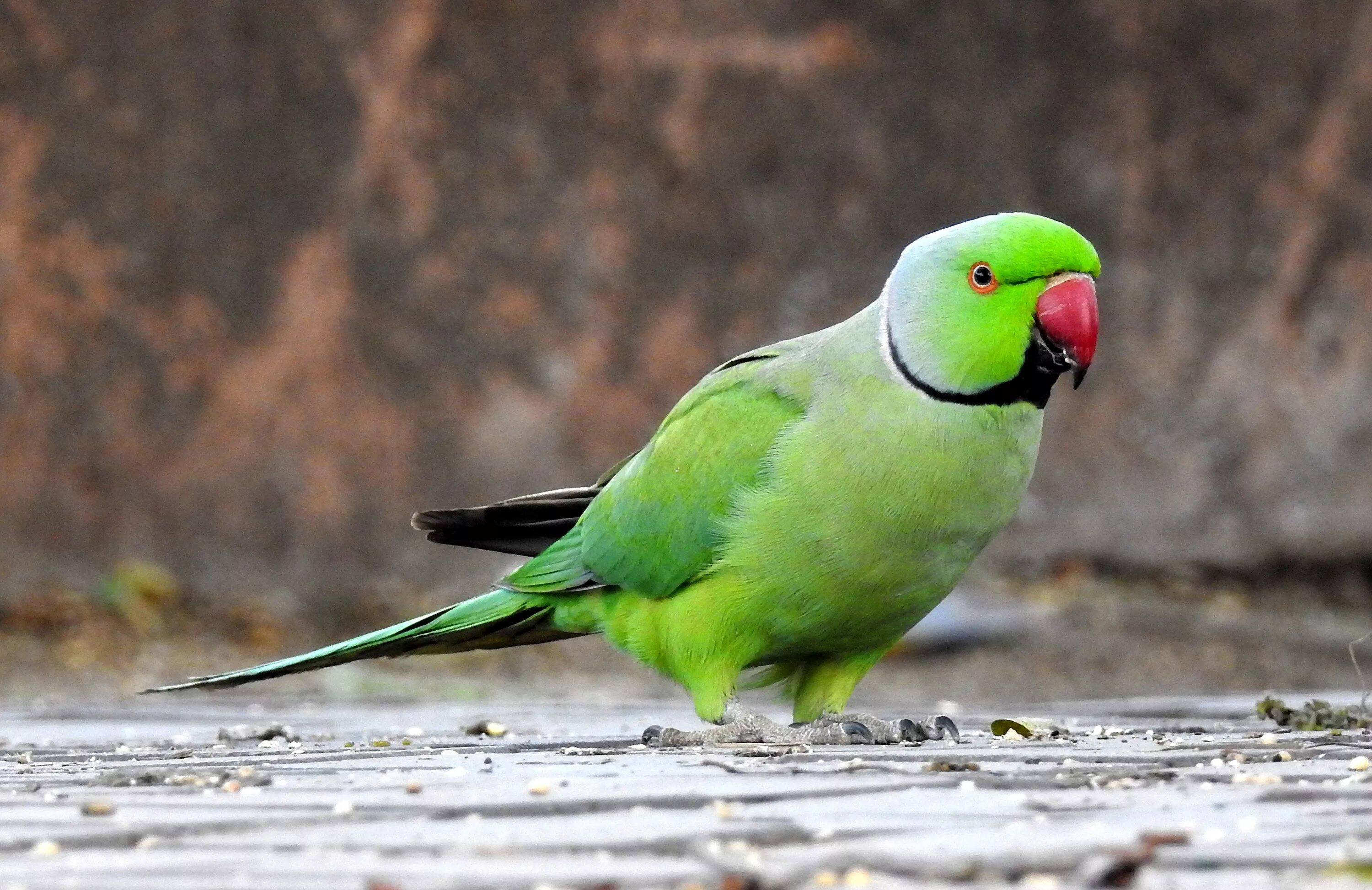 Parrots names. Попугай кольчатый ожереловый. Ожереловый попугай зеленый. Родригесский ожереловый попугай. Ожереловый попугай голубой.