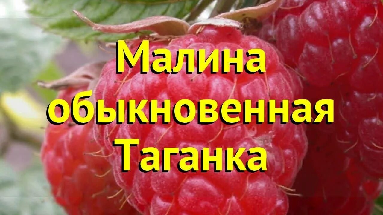 Малина таганка сорта фото отзывы