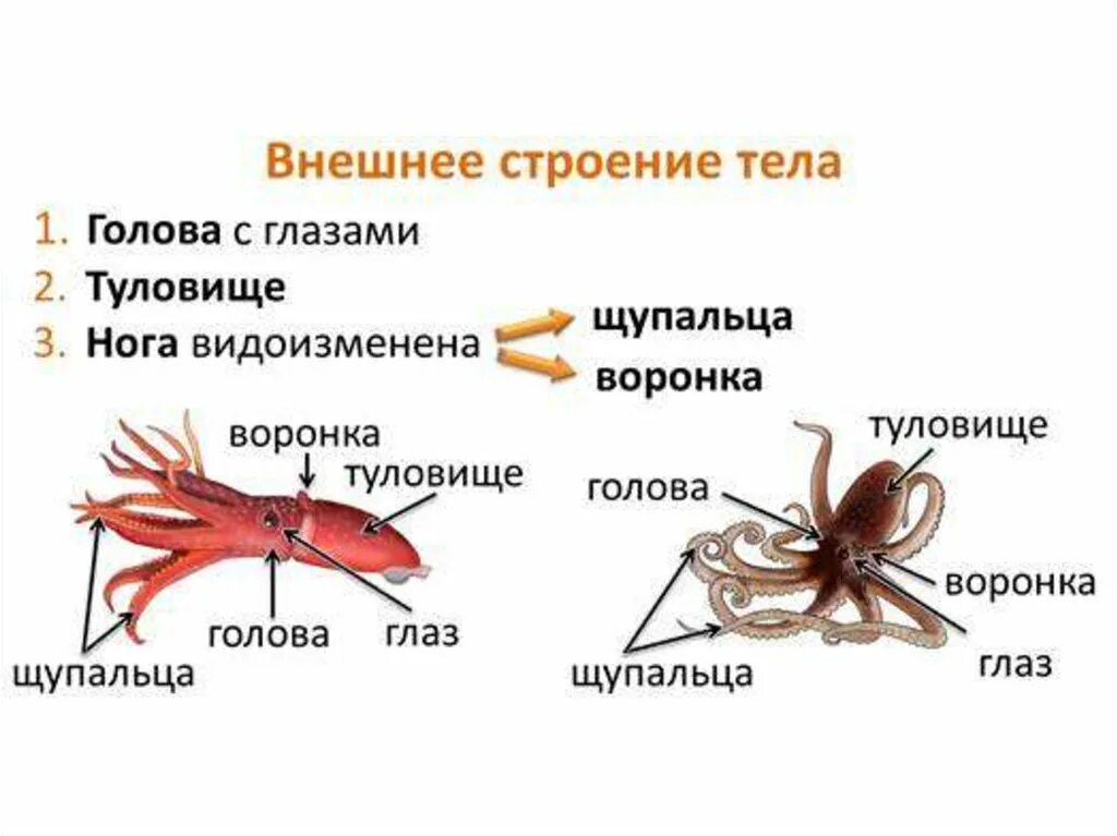 Отдел головоногие. Внешнее строение головоногих. Головоногие моллюски строение кальмар. Внешнетроение головоногих моллюсков. Головоногие моллюски внешнее строение.