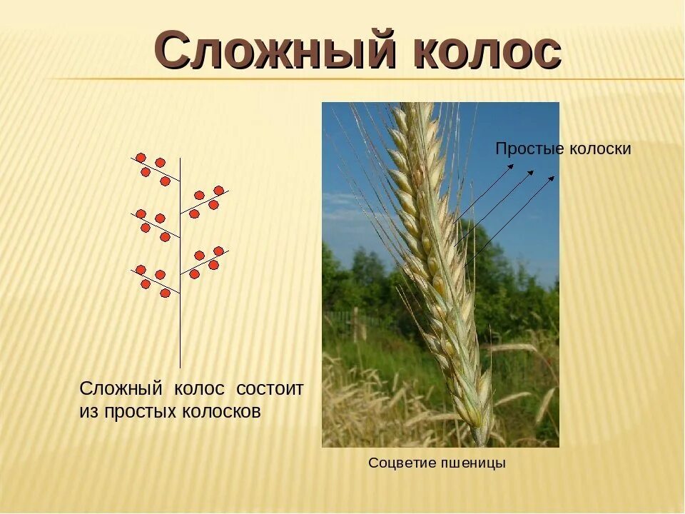 Сложный Колос. Колос и сложный Колос. Соцветие Колос. Строение соцветия Колос. Пшеница простой или сложный