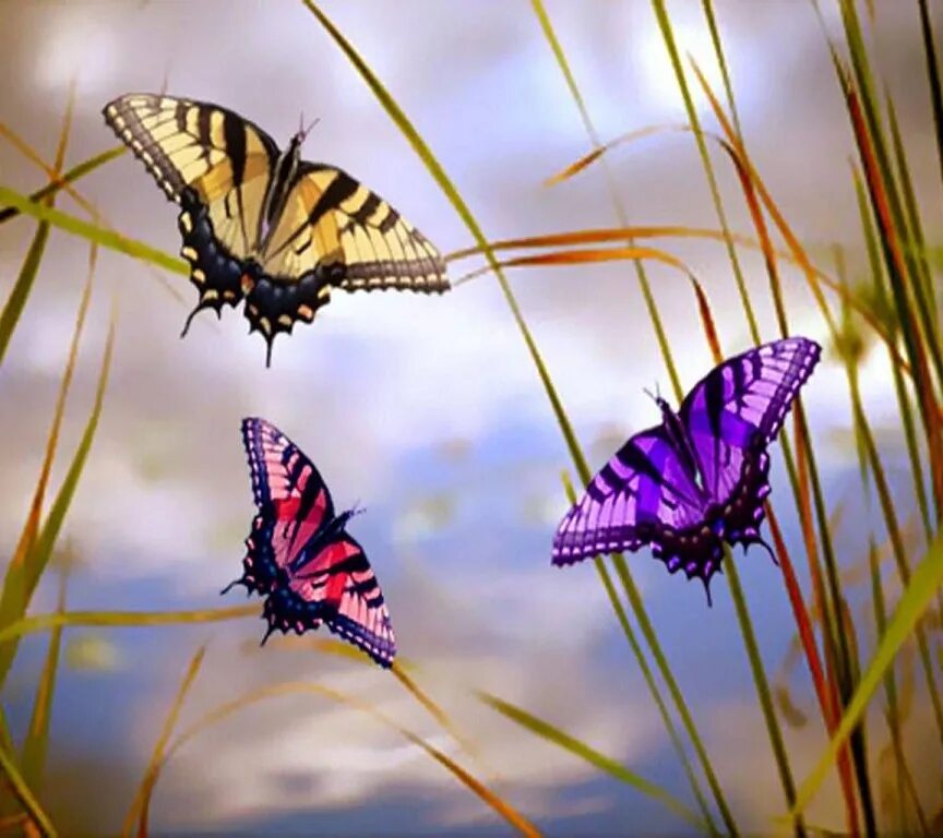 Бабочки. Красивые бабочки. Стайка бабочек. Несколько бабочек. 2 летающие бабочки
