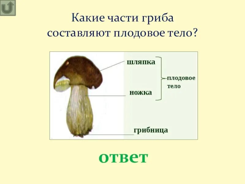 Главная часть любого гриба. Какие части гриба. Какие части гриба составляют плодовое тело?. Название частей гриба. Гриб (плодовое тело).