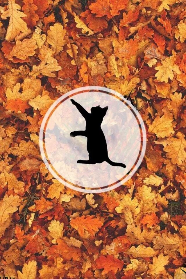 Осенние листья под ногами. Осенняя сторис. Осеннее вдохновение. Осень эстетика. Осень минимализм.