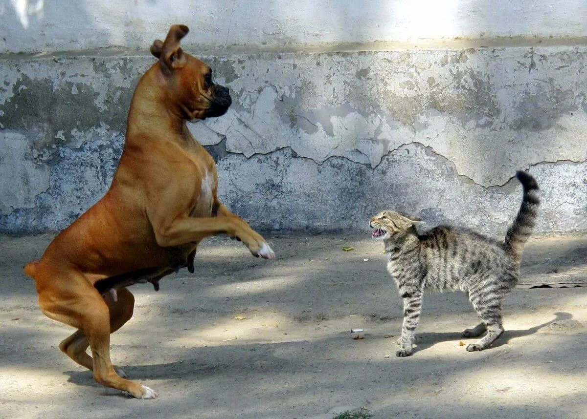 Кошка гонится. Драка кошки и собаки. Агрессивная собака. Кот и собака дерутся. Кошка с собакой дерутся.