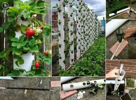 Способы посадки клубники