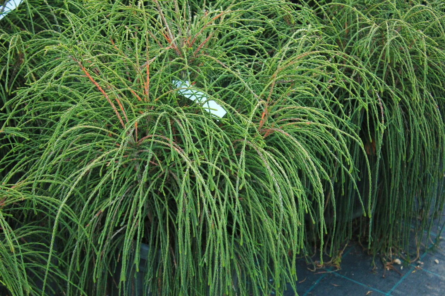 Thuja plic. Whipcord C7,5 (40-60). Туя
